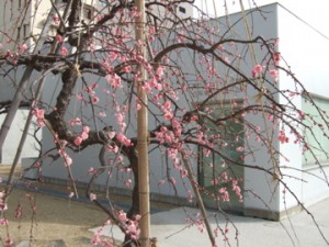 2月、卒展で訪問した金沢21世紀美術館の庭
