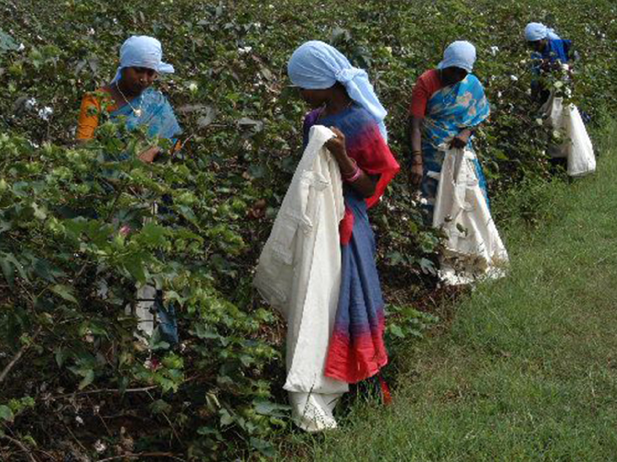 TENERITA organic cotton protects the health of people working in the fields